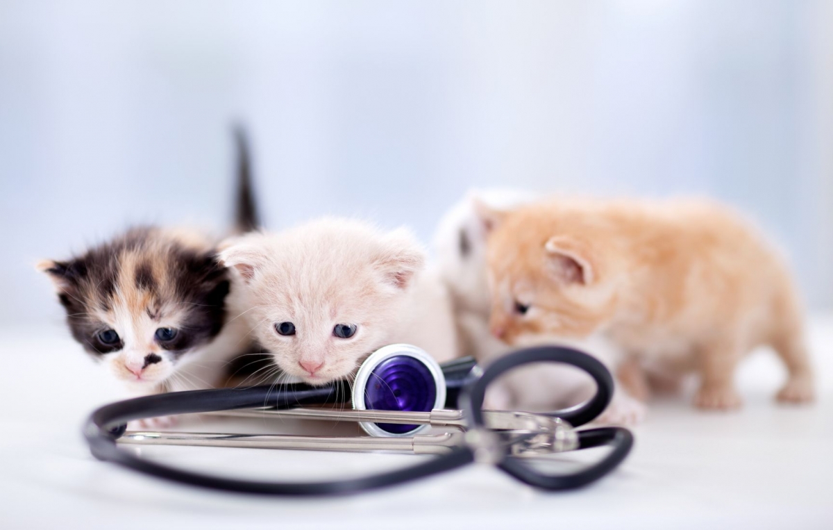 kittens doctor Fotolia 65371812 Subscription Monthly M